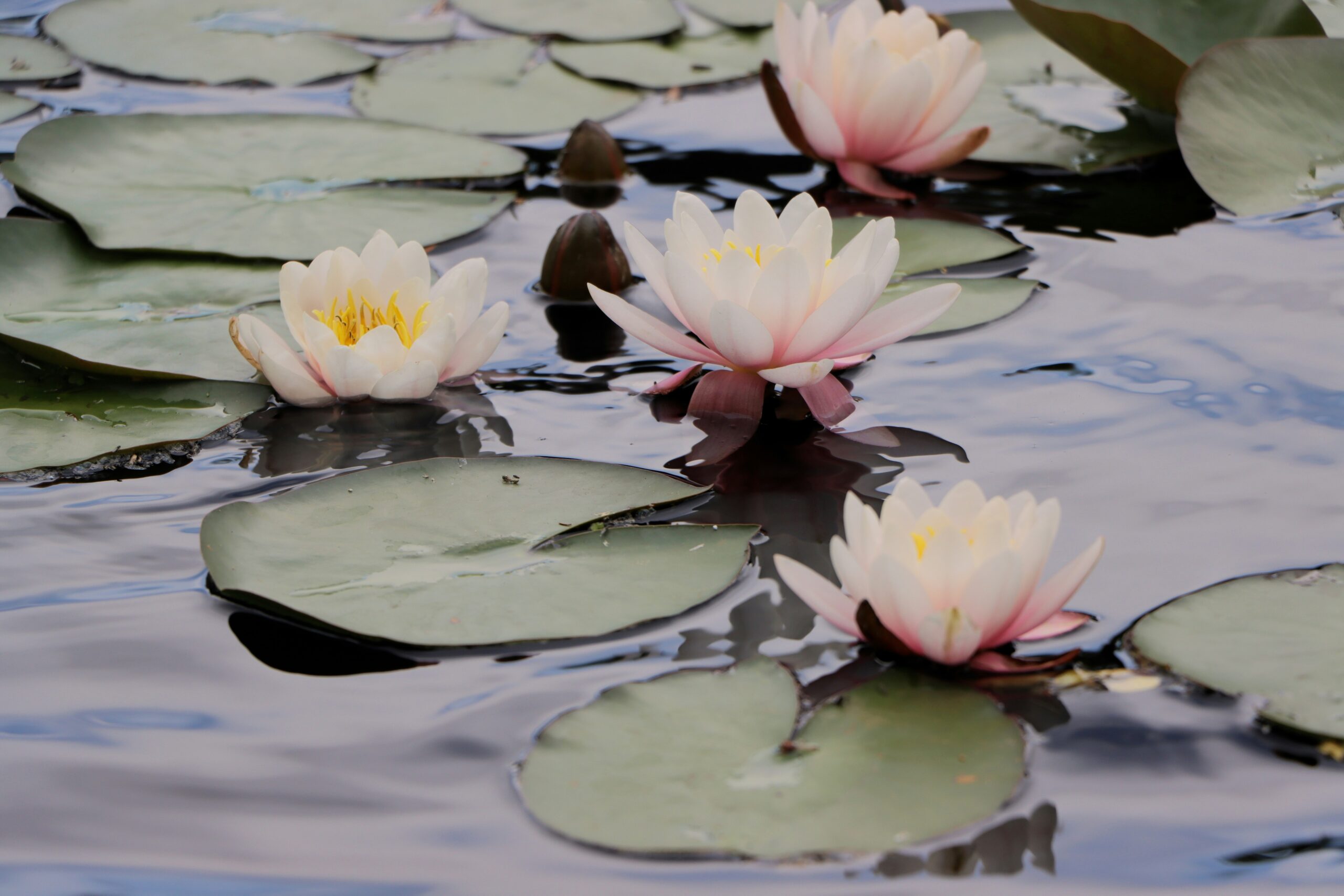 Water lily flowers floating on a Himalayan pond